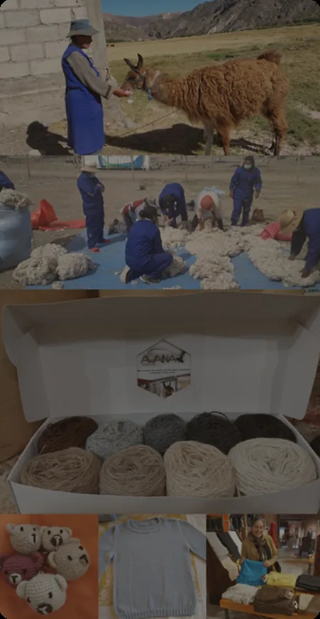 Shearing day and fiber sorting
