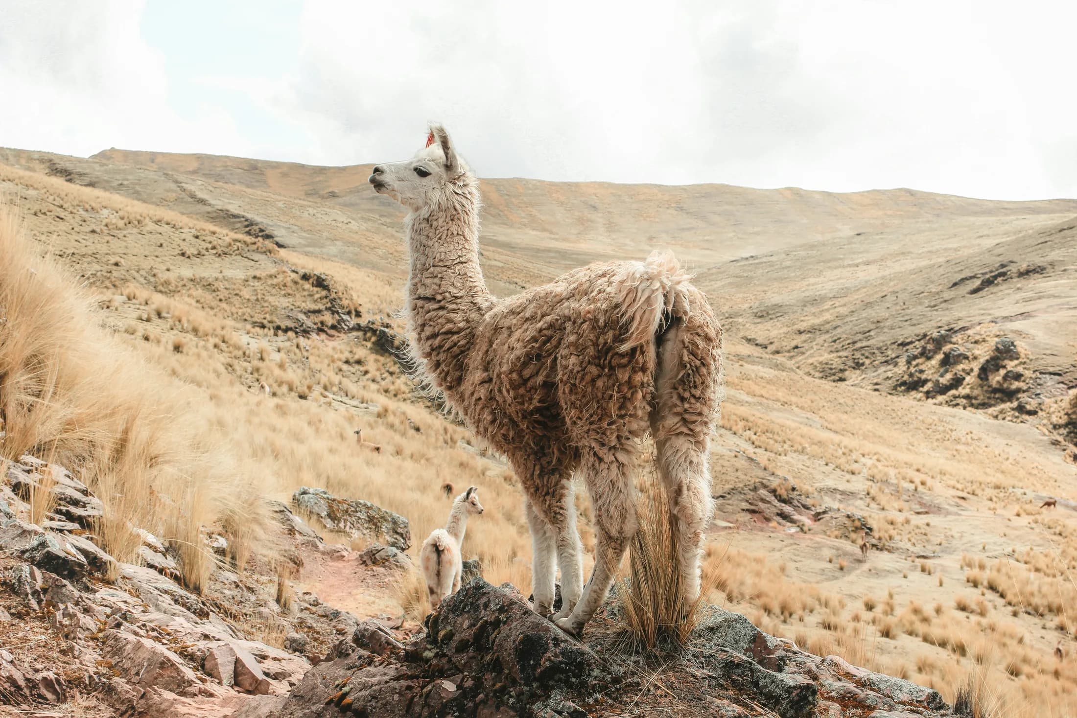 A llama on the highland hills