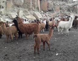 Criadores de Camélidos