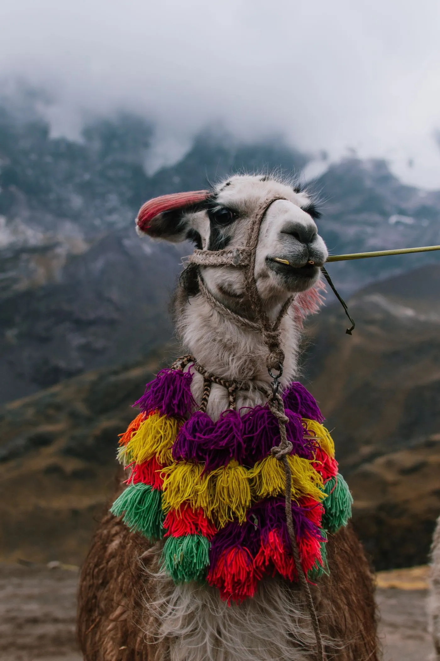 A llama adorned with colorful tassels